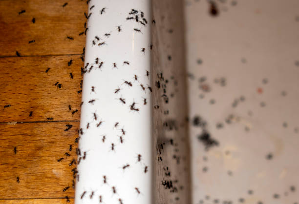 Best Termite Control Services  in Greene, RI